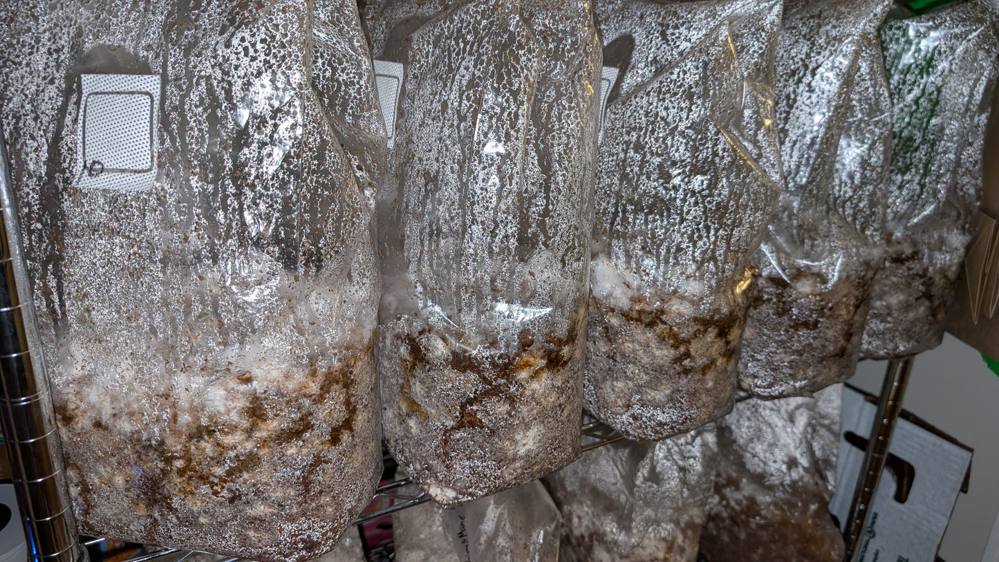 Grow Your Own - ready to grow gourmet mushroom fruiting bags