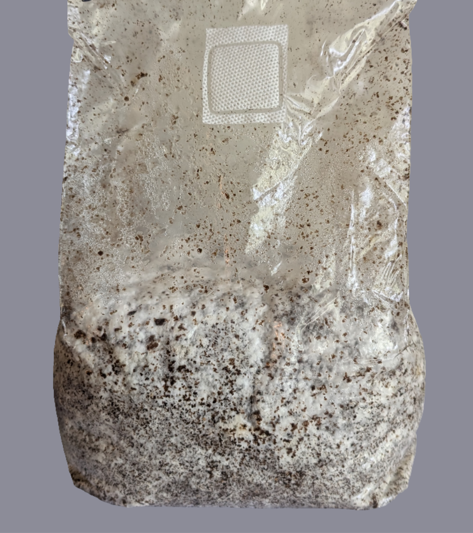 Grow Your Own - ready to grow gourmet mushroom fruiting bags