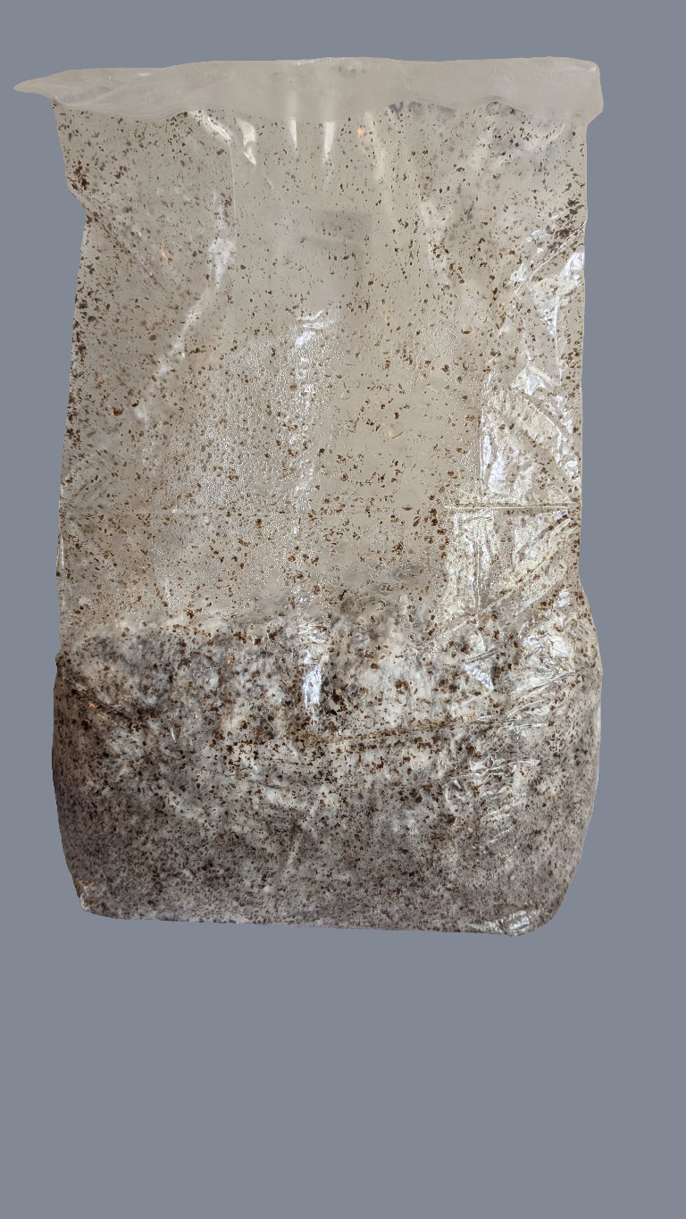 Grow Your Own - ready to grow gourmet mushroom fruiting bags