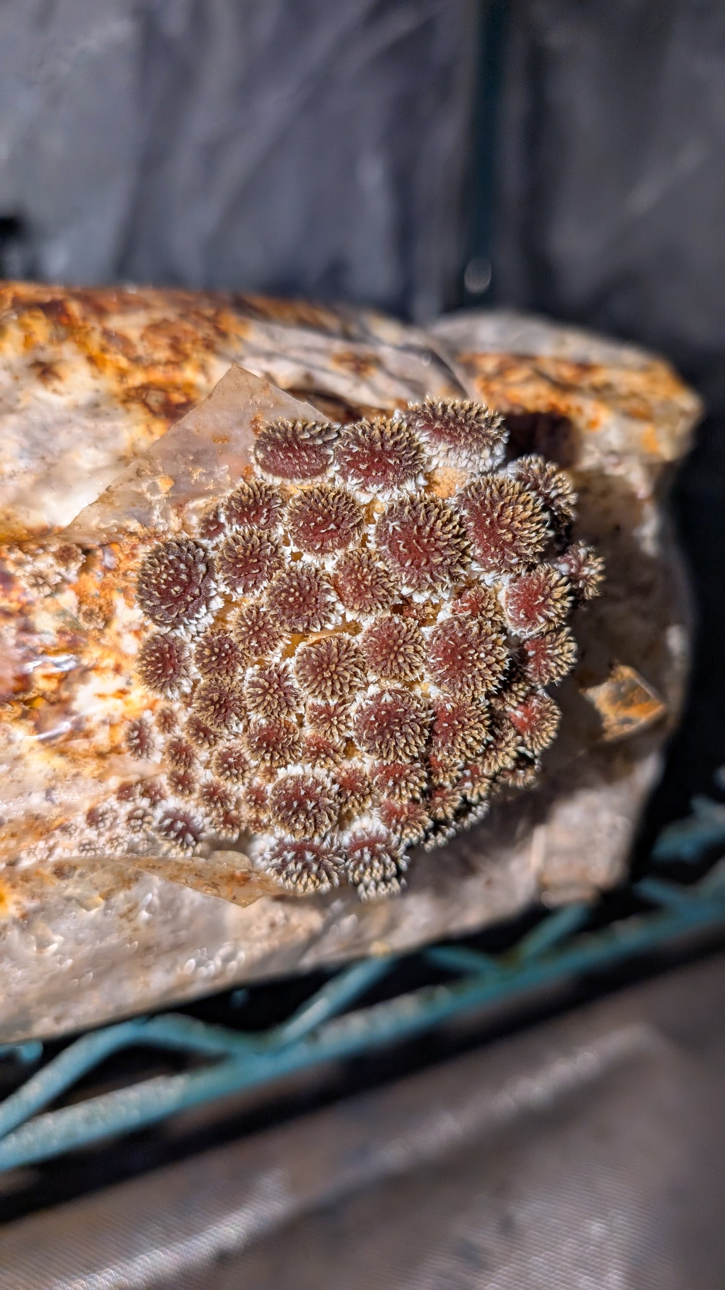 Grow Your Own - ready to grow gourmet mushroom fruiting bags