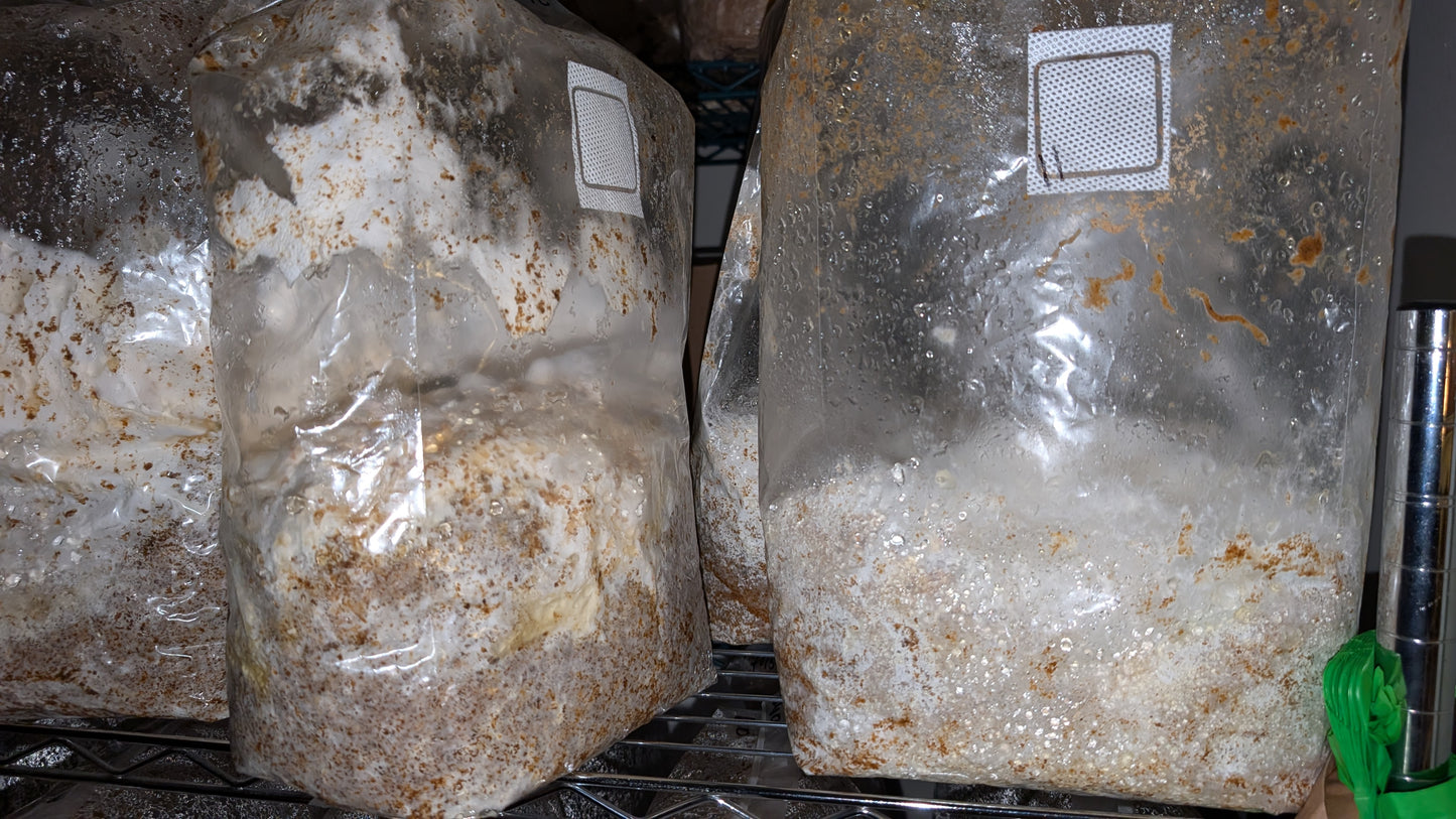 Grow Your Own - ready to grow gourmet mushroom fruiting bags