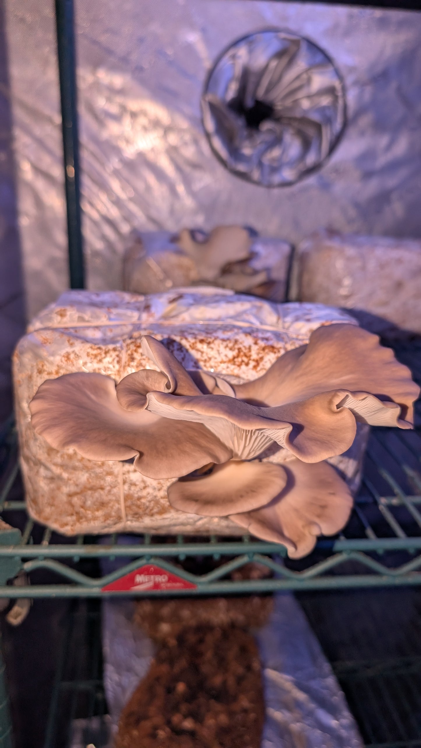 Grow Your Own - ready to grow gourmet mushroom fruiting bags
