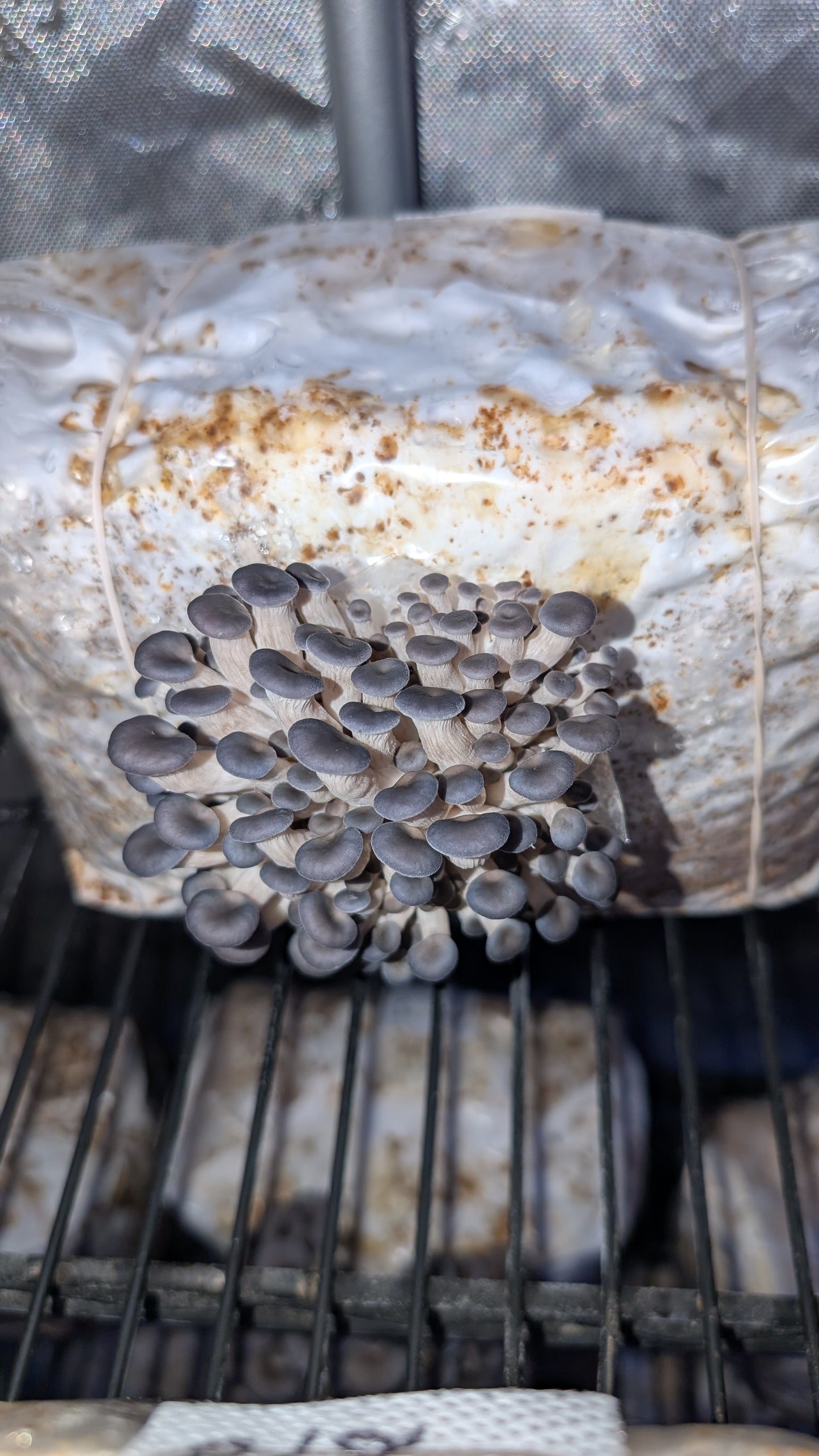 Grow Your Own - ready to grow gourmet mushroom fruiting bags